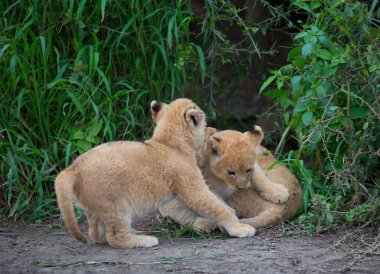 oynarken, Afrika aslan yavruları. yaban hayatı resim. 