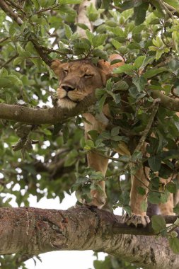 Ağaçta, dişi aslan kapatın. Milli Parkı, Afrika. 