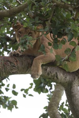 Ağaçta, dişi aslan kapatın. Milli Parkı, Afrika. 