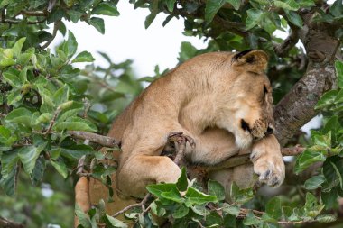 dişi aslan ağaç üzerinde rahatlatıcı kapatın. Milli Parkı, Afrika. 