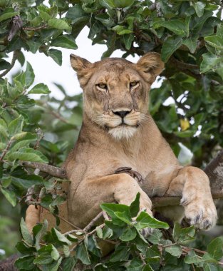 Ağaçta, dişi aslan kapatın. Milli Parkı, Afrika. 