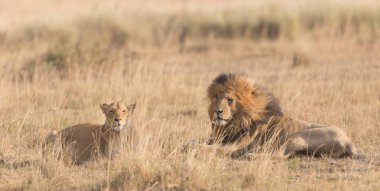 Yaban hayatı. Aslan ve aslan savana, Afrika. 