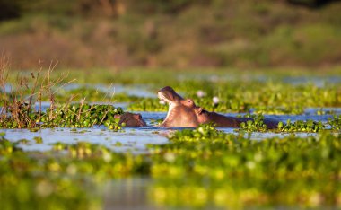  su aygırı doğal ortamında aldı.