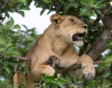 Ağaçta, dişi aslan kapatın. Milli Parkı, Afrika. 