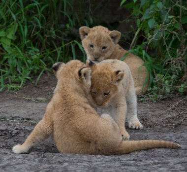oynarken, Afrika aslan yavruları. yaban hayatı resim. 
