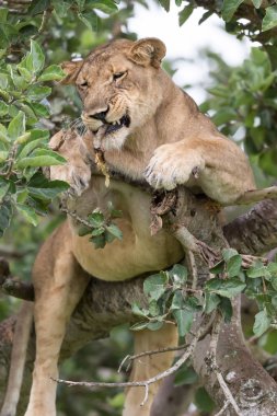 dişi aslan ağaç üzerinde rahatlatıcı kapatın. Milli Parkı, Afrika. 