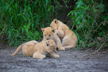 oynarken, Afrika aslan yavruları. yaban hayatı resim. 