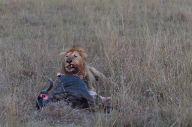  başarılı avcılık sonra ölü wildebeest yakın aslan. Bu yaban hayatı gösterir mükemmel bir Illustration olduğunu