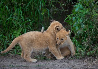oynarken, Afrika aslan yavruları. yaban hayatı resim. 