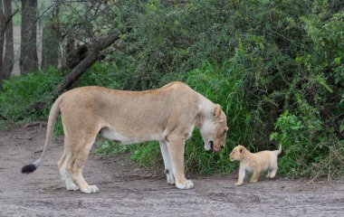 dişi aslan ve yavrusunu Afrika. yaban hayatı resim. 