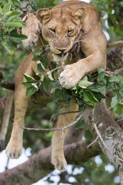 dişi aslan ağaç üzerinde rahatlatıcı kapatın. Milli Parkı, Afrika. 