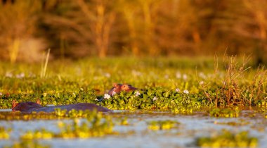  hipopotamın doğal ortamında aldı.
