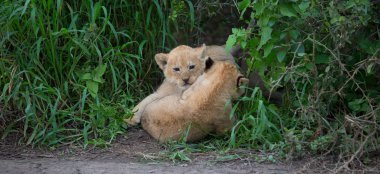 oynarken, Afrika aslan yavruları. yaban hayatı resim. 