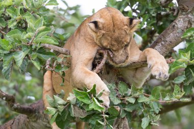 dişi aslan ağaç üzerinde rahatlatıcı kapatın. Milli Parkı, Afrika. 