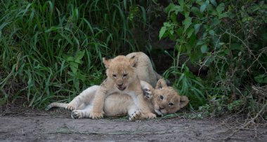oynarken, Afrika aslan yavruları. yaban hayatı resim. 