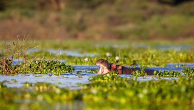  su aygırı doğal ortamında aldı.