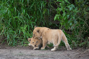 oynarken, Afrika aslan yavruları. yaban hayatı resim. 