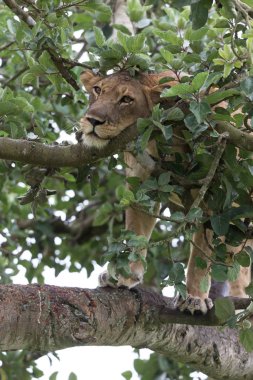Ağaçta, dişi aslan kapatın. Milli Parkı, Afrika. 