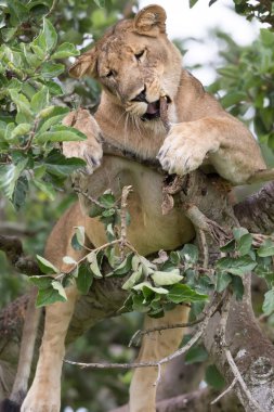 dişi aslan ağaç üzerinde rahatlatıcı kapatın. Milli Parkı, Afrika. 