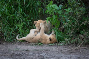 oynarken, Afrika aslan yavruları. yaban hayatı resim. 