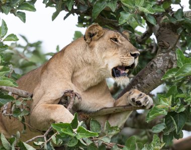 Ağaçta, dişi aslan kapatın. Milli Parkı, Afrika. 