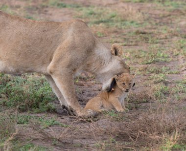dişi aslan ve yavrusunu Afrika. yaban hayatı resim. 