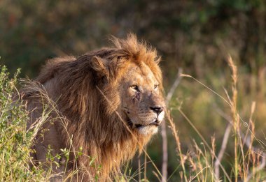 aslan resmini. yaban hayatı resim. Tanzanya