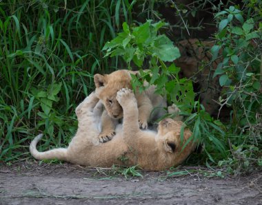 oynarken, Afrika aslan yavruları. yaban hayatı resim. 