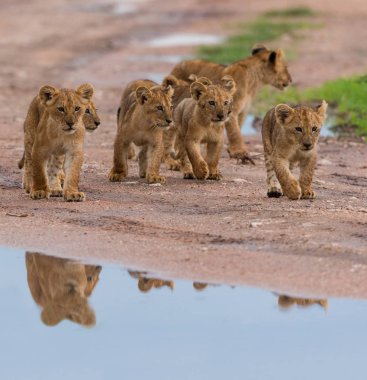 yürüme, Afrika aslan yavruları. yaban hayatı resim. 