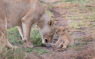 dişi aslan ve yavrusunu Afrika. yaban hayatı resim. 