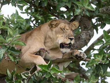 Ağaçta, dişi aslan kapatın. Milli Parkı, Afrika. 