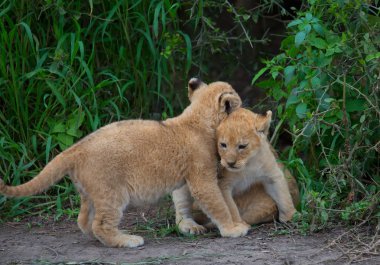 oynarken, Afrika aslan yavruları. yaban hayatı resim. 
