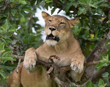 dişi aslan ağaç üzerinde rahatlatıcı kapatın. Milli Parkı, Afrika. 