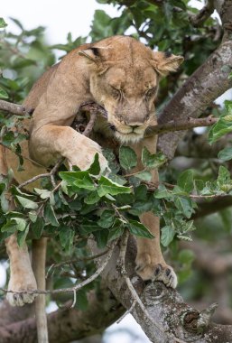 Ağaçta, dişi aslan kapatın. Milli Parkı, Afrika. 