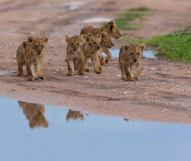 yürüme, Afrika aslan yavruları. yaban hayatı resim. 