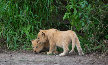 oynarken, Afrika aslan yavruları. yaban hayatı resim. 