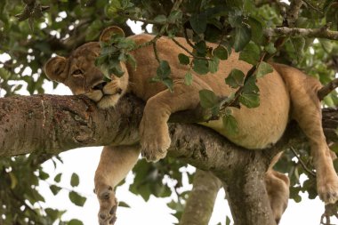 Ağaçta, dişi aslan kapatın. Milli Parkı, Afrika. 