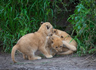 oynarken, Afrika aslan yavruları. yaban hayatı resim. 