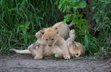 oynarken, Afrika aslan yavruları. yaban hayatı resim. 