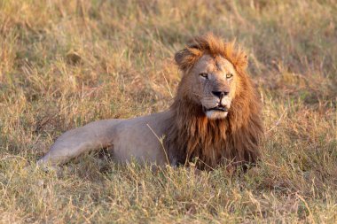 aslan resmini. yaban hayatı resim. Tanzanya