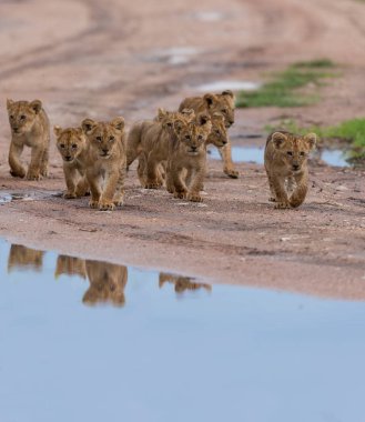 yürüme, Afrika aslan yavruları. yaban hayatı resim. 