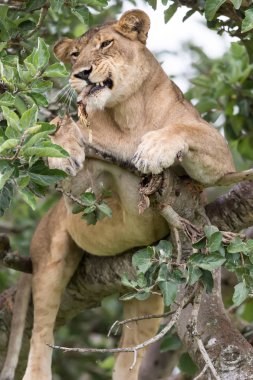Ağaçta, dişi aslan kapatın. Milli Parkı, Afrika. 