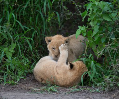 oynarken, Afrika aslan yavruları. yaban hayatı resim. 