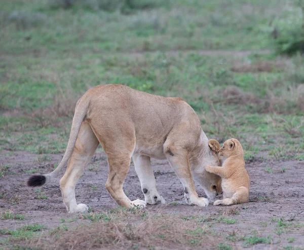 Lejoninna Och Hennes Cub Afrika Bild Wildlife — Stockfoto