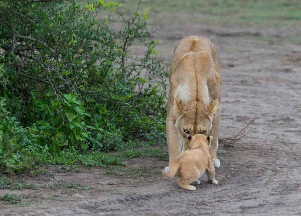 Lwica Jej Cub Afryce Obraz Przyrody — Zdjęcie stockowe