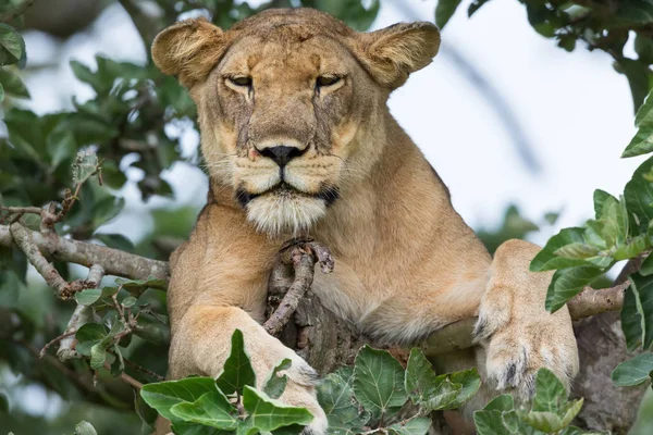 National Park Africa Lioness Relaxing Tree — Stock Photo, Image