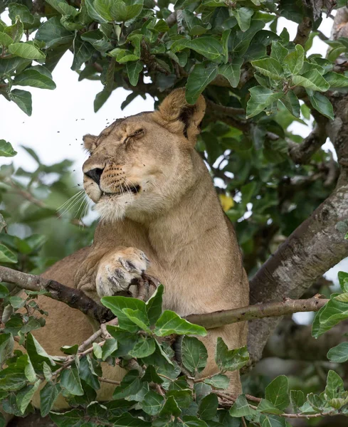 National Park Africa Lioness Relaxing Tree — Stock Photo, Image