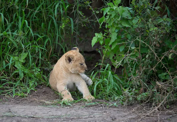 Afrika 'da cub. yaban hayatı resmi. 