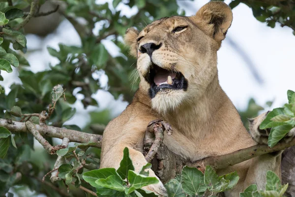 Milli Parkı, Afrika. dişi aslan ağaç üzerinde rahatlatıcı