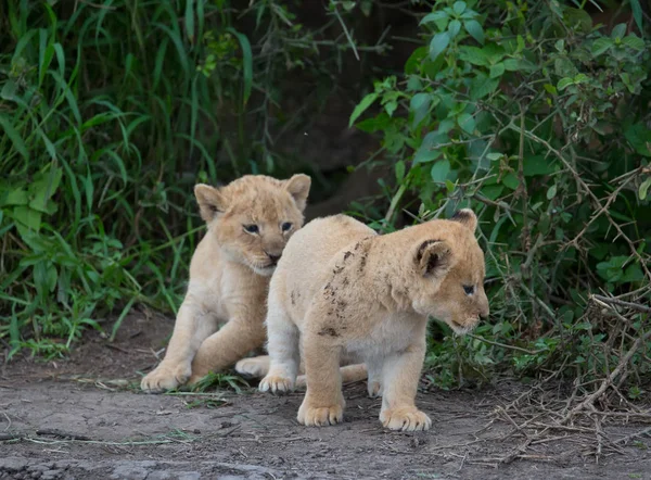 Cachorros León Jugando África Imagen Vida Silvestre —  Fotos de Stock